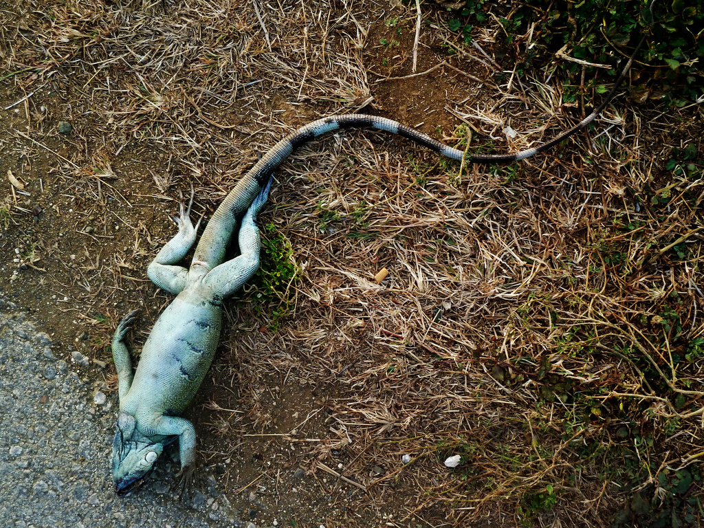 Iguana Hard to kill - Law Says Don't be Cruel