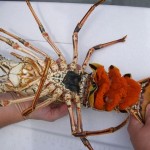 Don't take Lobsters With Eggs when Lobstering