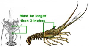 How to Measure Lobster