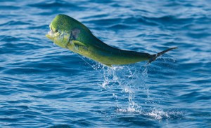 Dolphin Fish Jumping