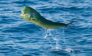 Dolphin Jumping