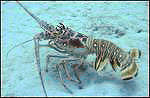 Lobstering in the Florida Keys!