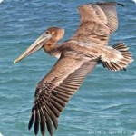 Brown Pelican Young Soaring