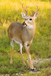 Handsome Key Deer Buck