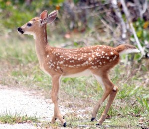 Key Deer FawnClick on Pic for a larger view.