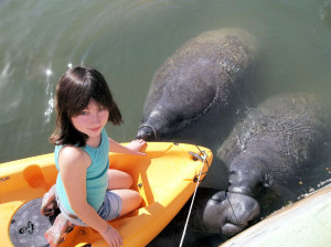 Manatees