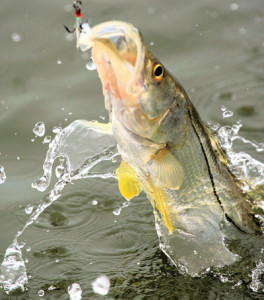 Florida snook slot size