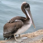 Brown Pelican Very Young