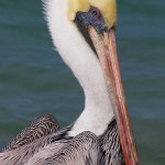 Brown Pelican Adult