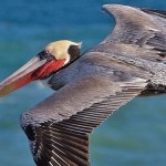 Brown Pelican Adult Soaring