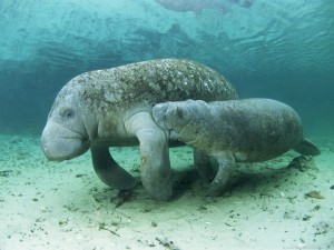 Manatee Mom & BabyClick on Photo for Larger View.
