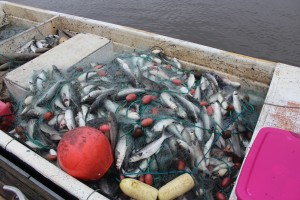 Mullet in Gill Net