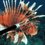 Speared Lionfish Florida Keys Culinary Delights