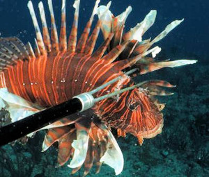 Lionfish Florida Keys Divers 