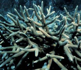 Staghorn Coral