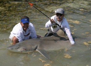 Marty Arostegui and Ralph Delph With Record 385 lb Lemon Shark