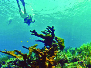 Molasses Reef Florida Keys Names