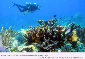 Molasses Reef