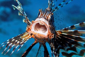 lionfish