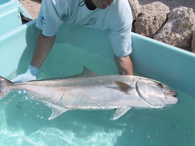 Florida Amberjack Season Reopens August 1