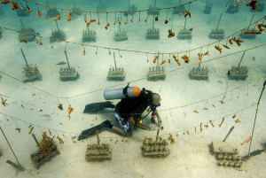 Coralpalooza planting corals