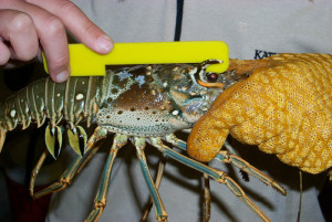 Florida Spiny Lobster