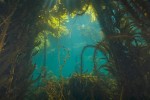 An underwater kelp forest in Catalina. (Photo: Thinkstock)