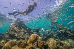 Diver on a reef at Dry Tortugas National Park