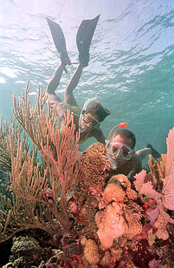 Florida Keys Snorkel