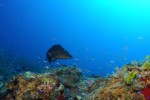 Photo: Sombrero Reef Marine Sanctuary