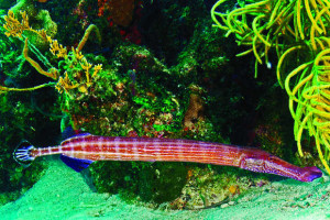 A trumpetfish swims on Victory Reef off Islamorada