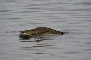 Crocodile Smather's Beach