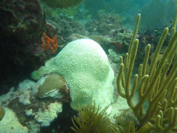 Florida Keys Reef Coral Bleaching