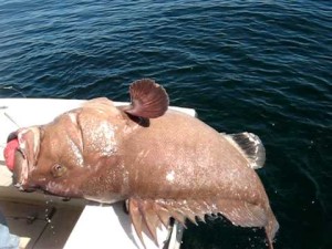 warsaw grouper