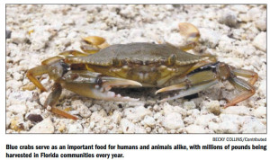 Blue Crab