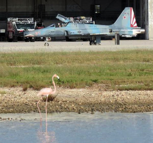 Flamingo at Boca Chica