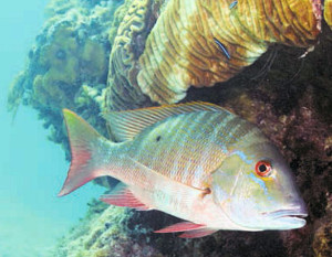 Florida Keys Fishing Mutton Snapper