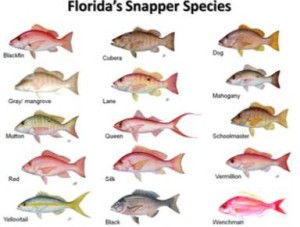 florida snappers
