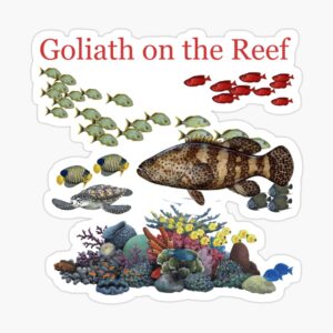 Goliath Grouper on the Reef Sticker RedBubble
