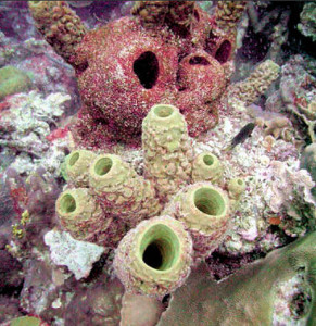 Sponges in the Florida Keys Ecosystem