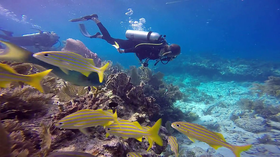 Protecting the Reef