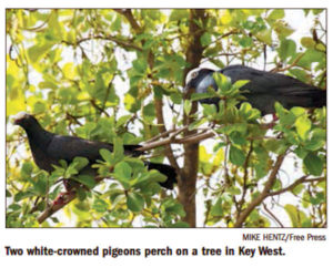 White-Crowned Pigeon