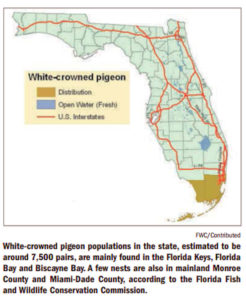 White-Crowned Pigeon Distribution