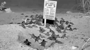 Sea Turtles leaving nest