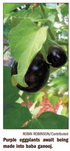 Florida Keys Home Garden Eggplant