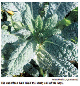 Florida Keys Home Garden Kale