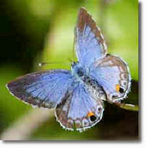 Miami Blue Butterfly Florida Keys Butterflies