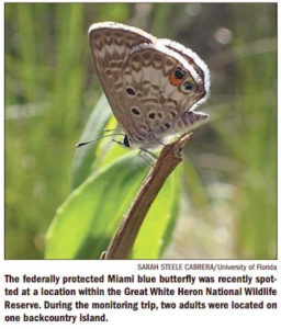 Miami Blue Butterfly