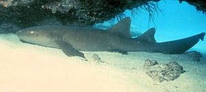 Florida Keys Sharks Nurse