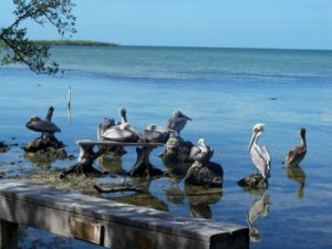 Florida Keys Beach Wildlife